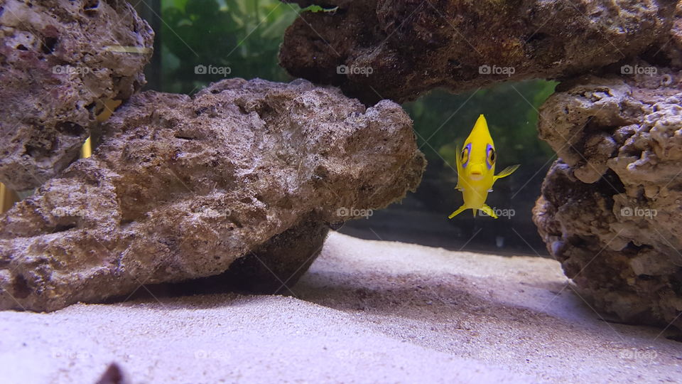 Cute yellow fish!