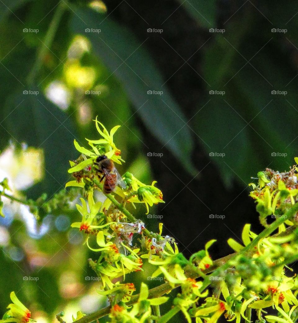 the Gathering tree pollen