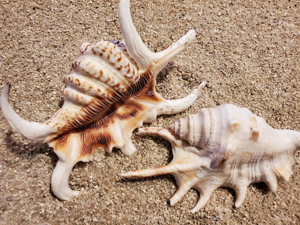 Spider Conch Seashells on the Beach