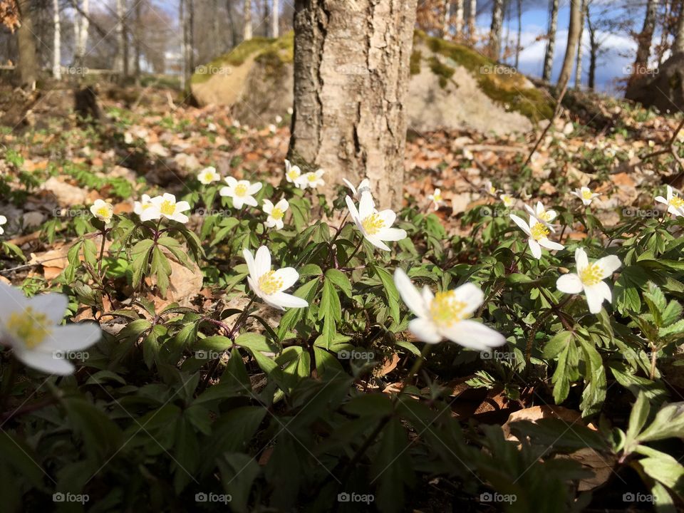 Wood anemone