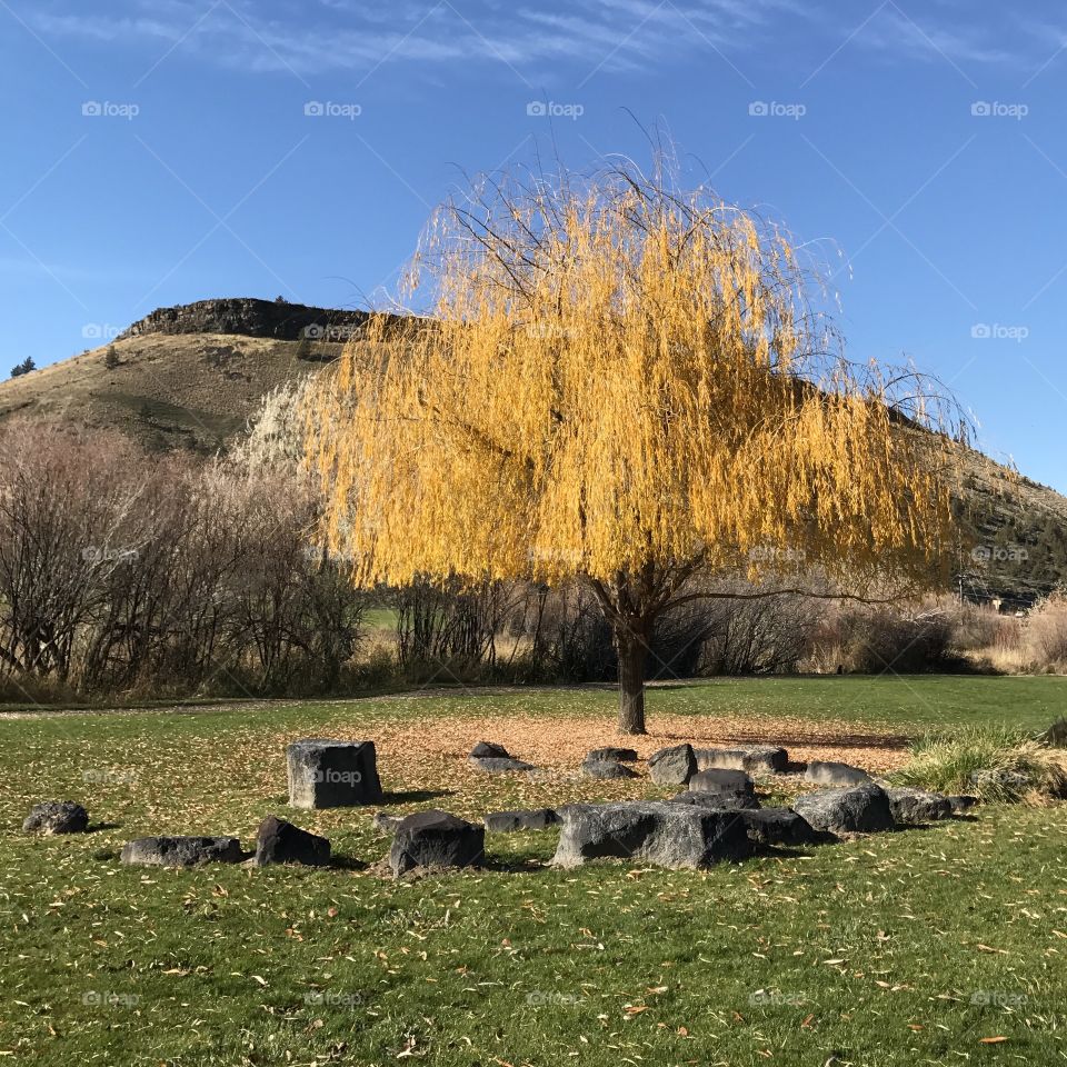 Autumn tree on grassy land