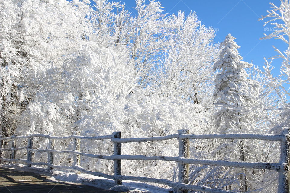 Snow covered pine trees against clear sky