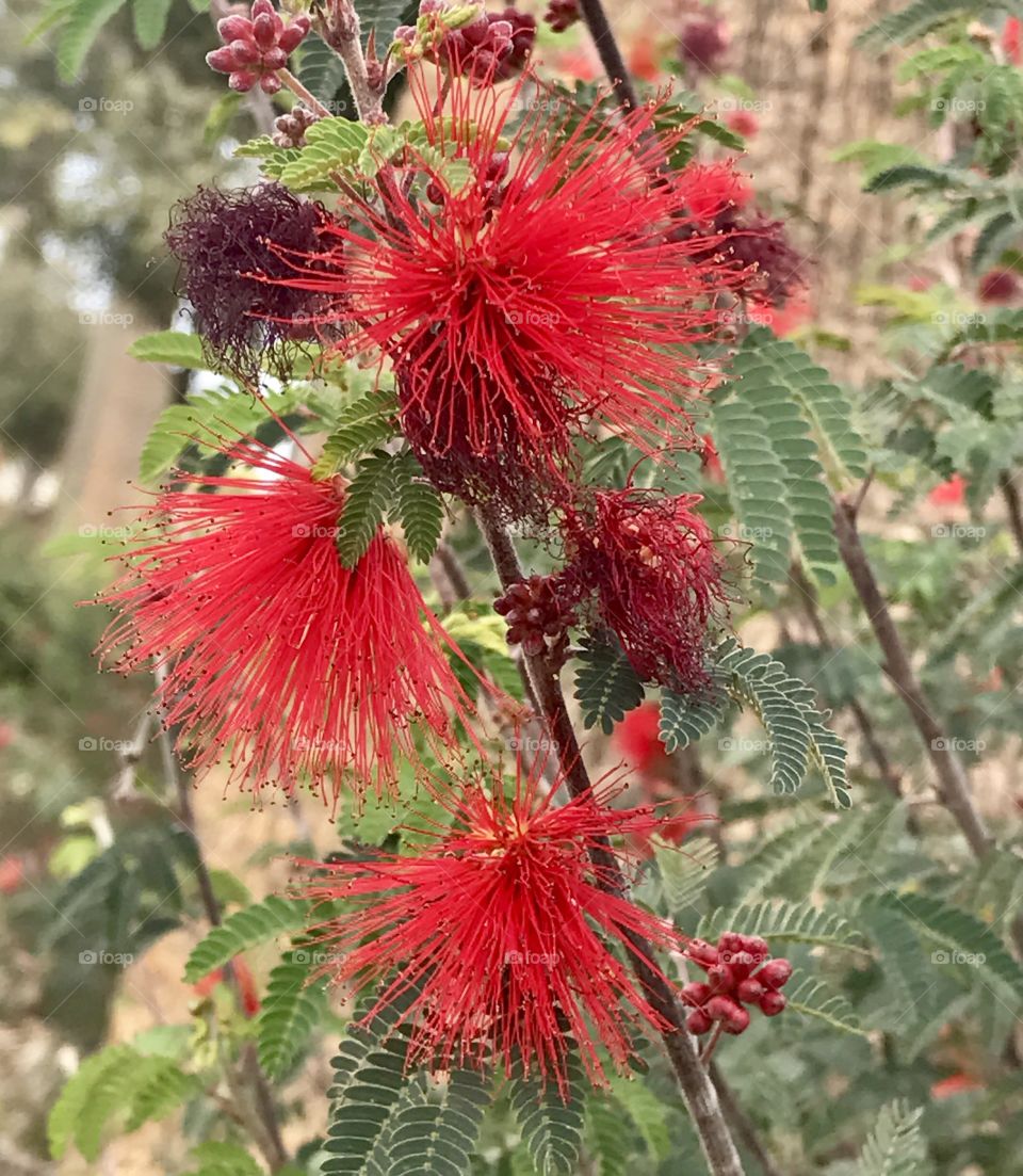 Red Flower