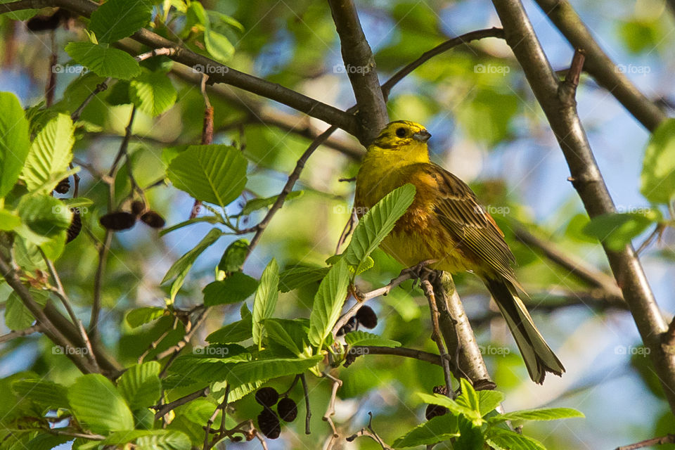 Nature, Bird, No Person, Wildlife, Outdoors