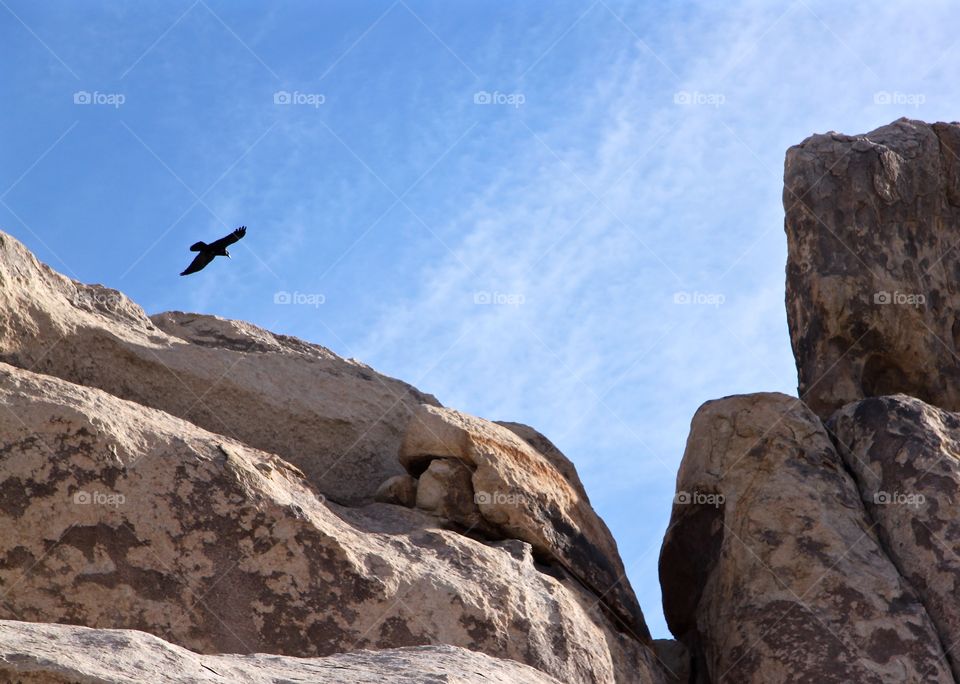 Raven in the Rocks