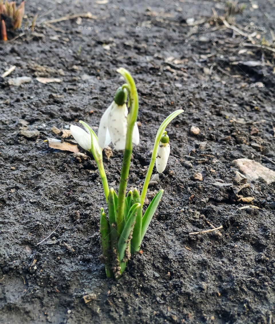 The first spring snowdrops