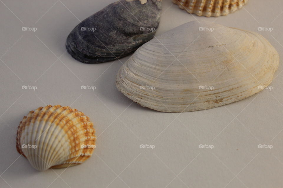 Seashells on gray background