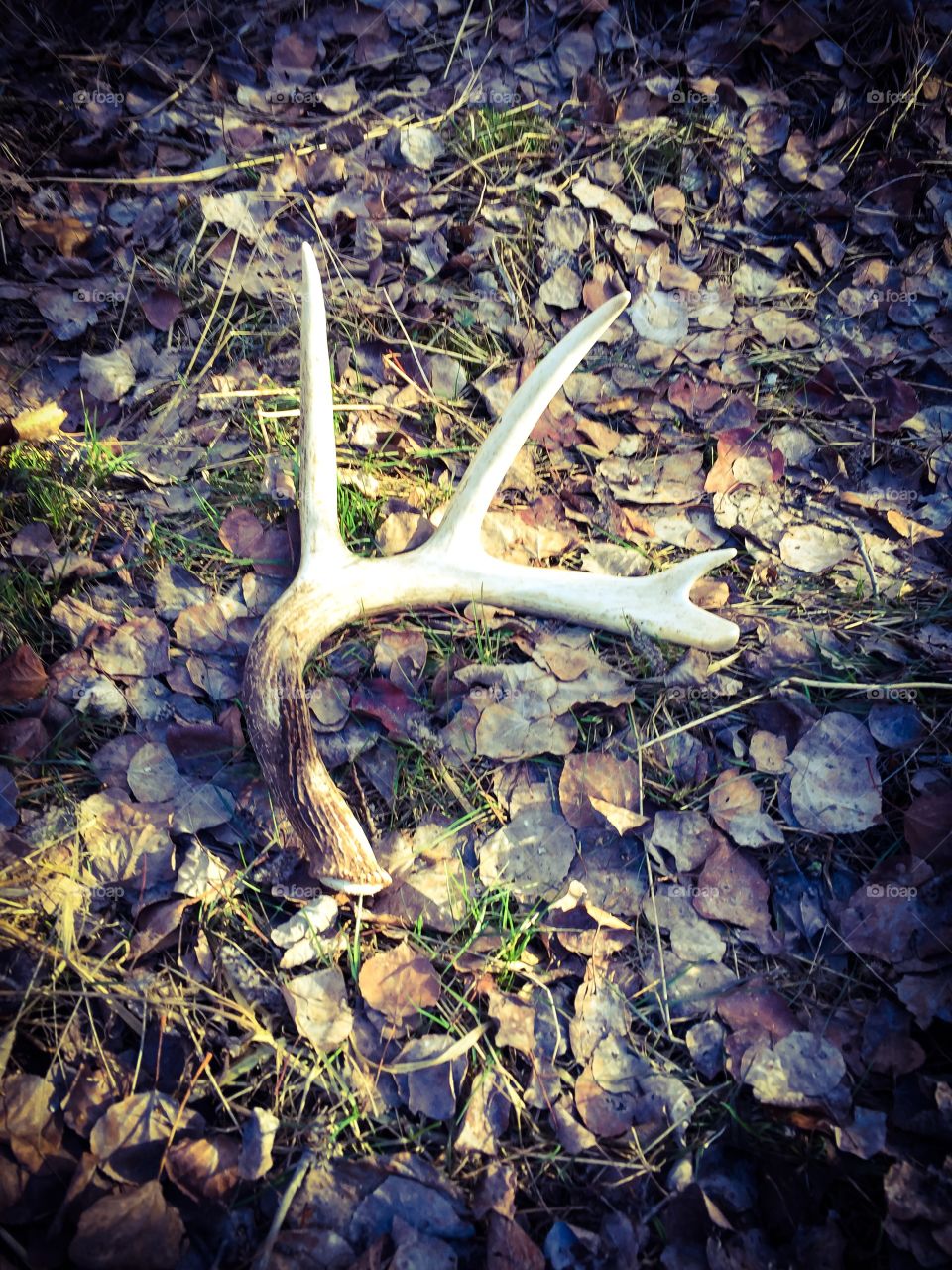 Shed antler 