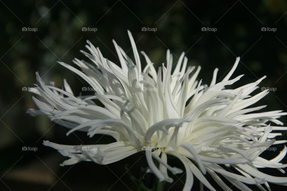 Chrysanthemum, Spider, White 