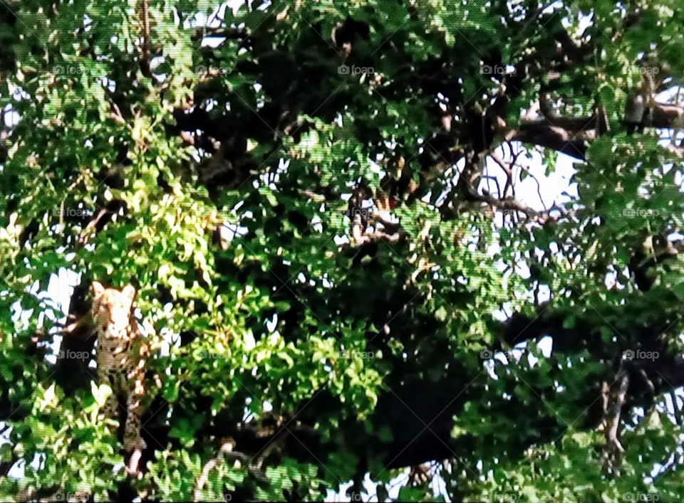 one animal between trees