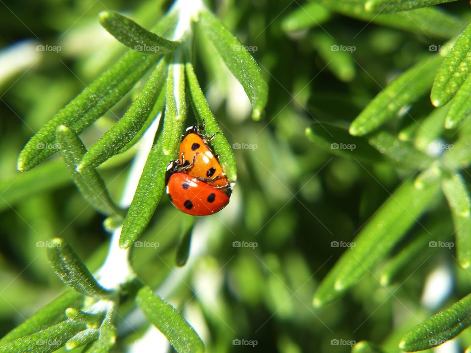 Springtime for a pair of ladybirds