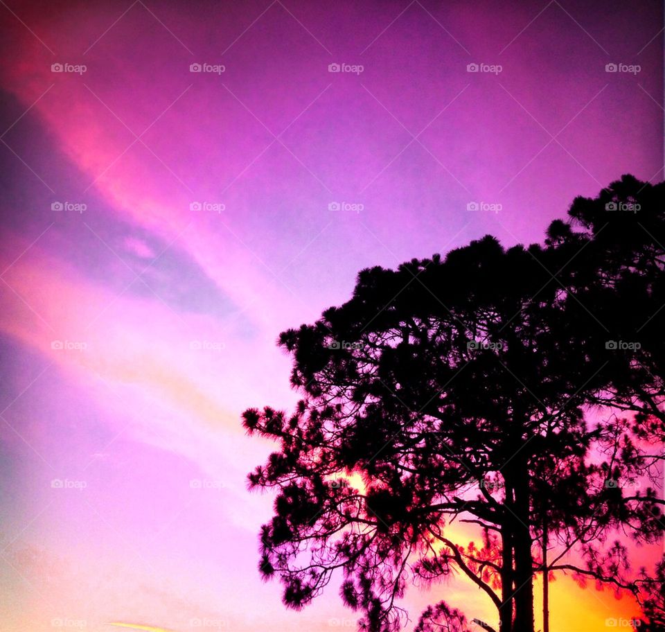 Sunset through trees