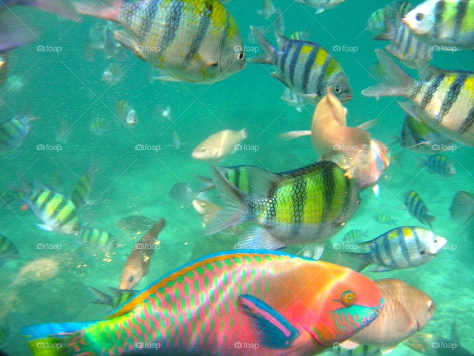 Swim with colorful fishes. Swim with colorful fishes