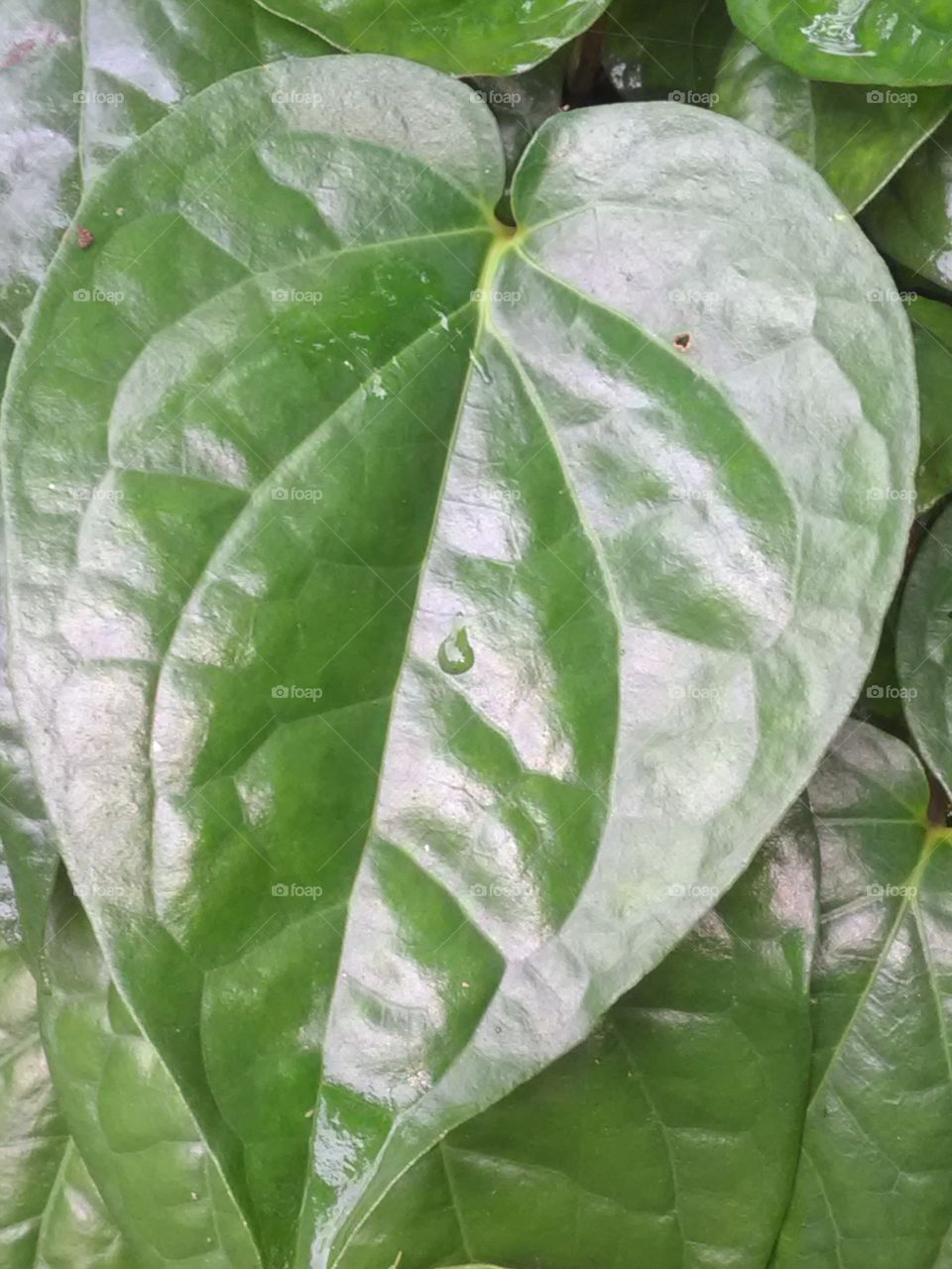 The betel leaf is eating Indians they are called 'मीठा पान'.
