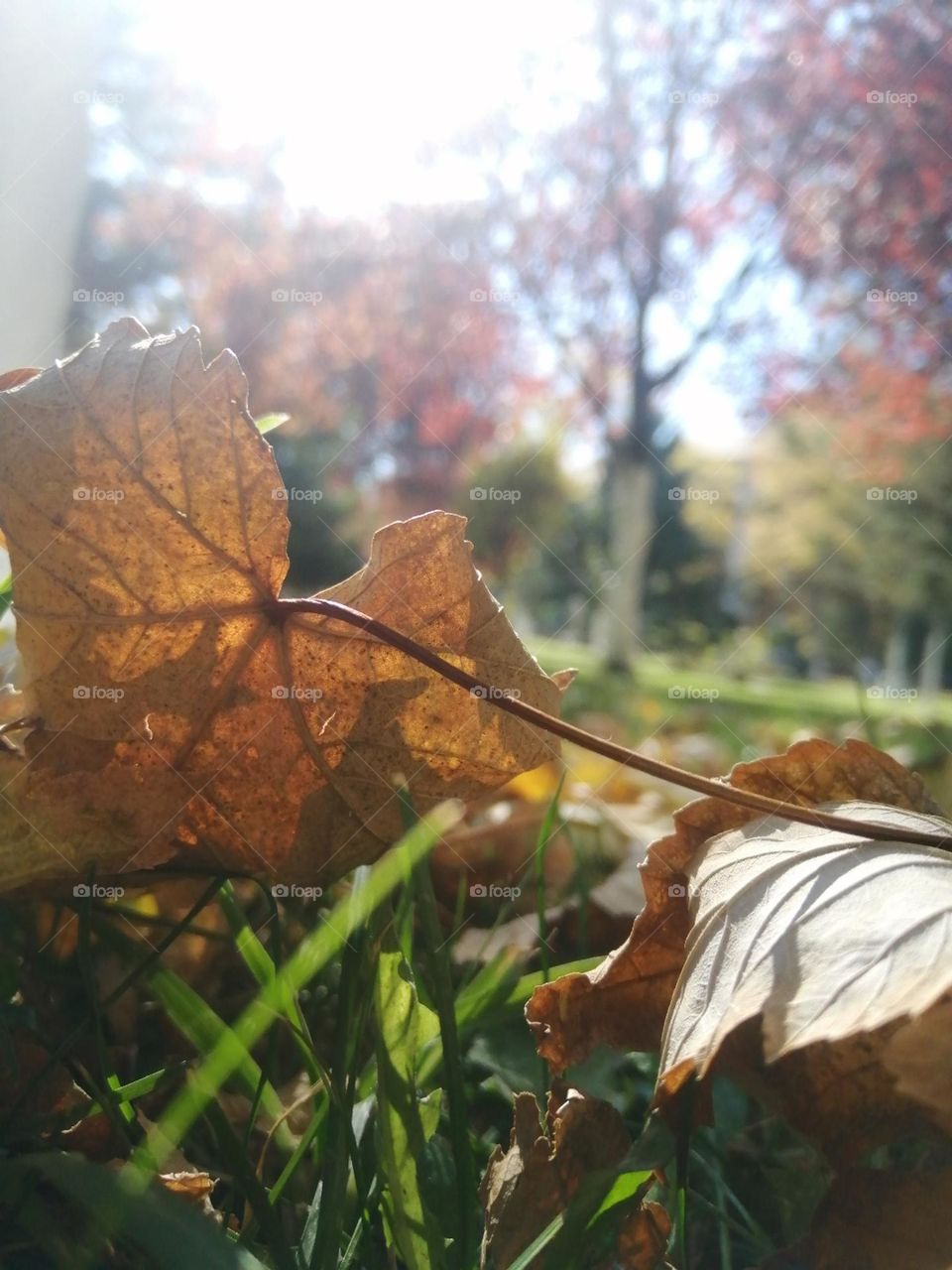 Yellowed leaves and green grass