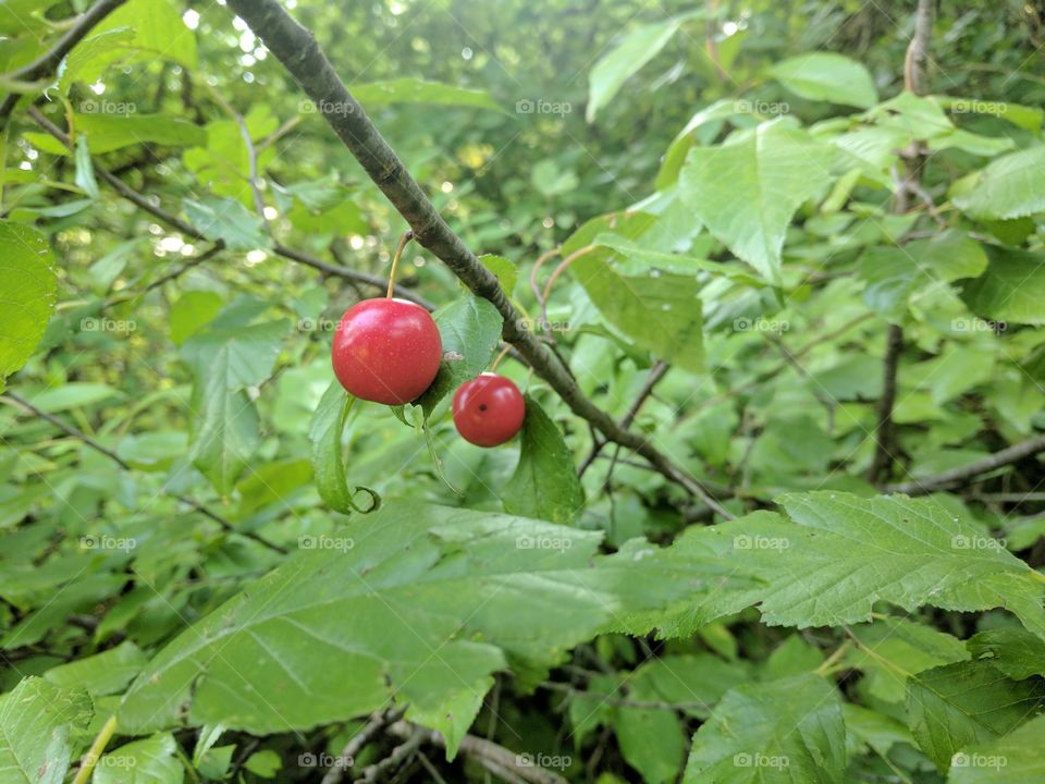 cherry tree