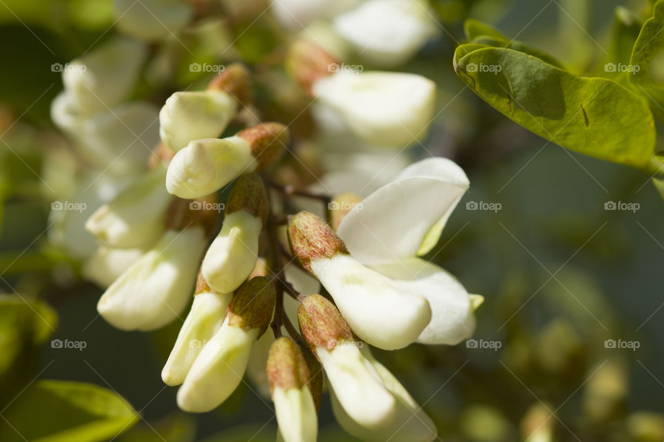 close up of white acacia blossom.  beauty of spring concept!