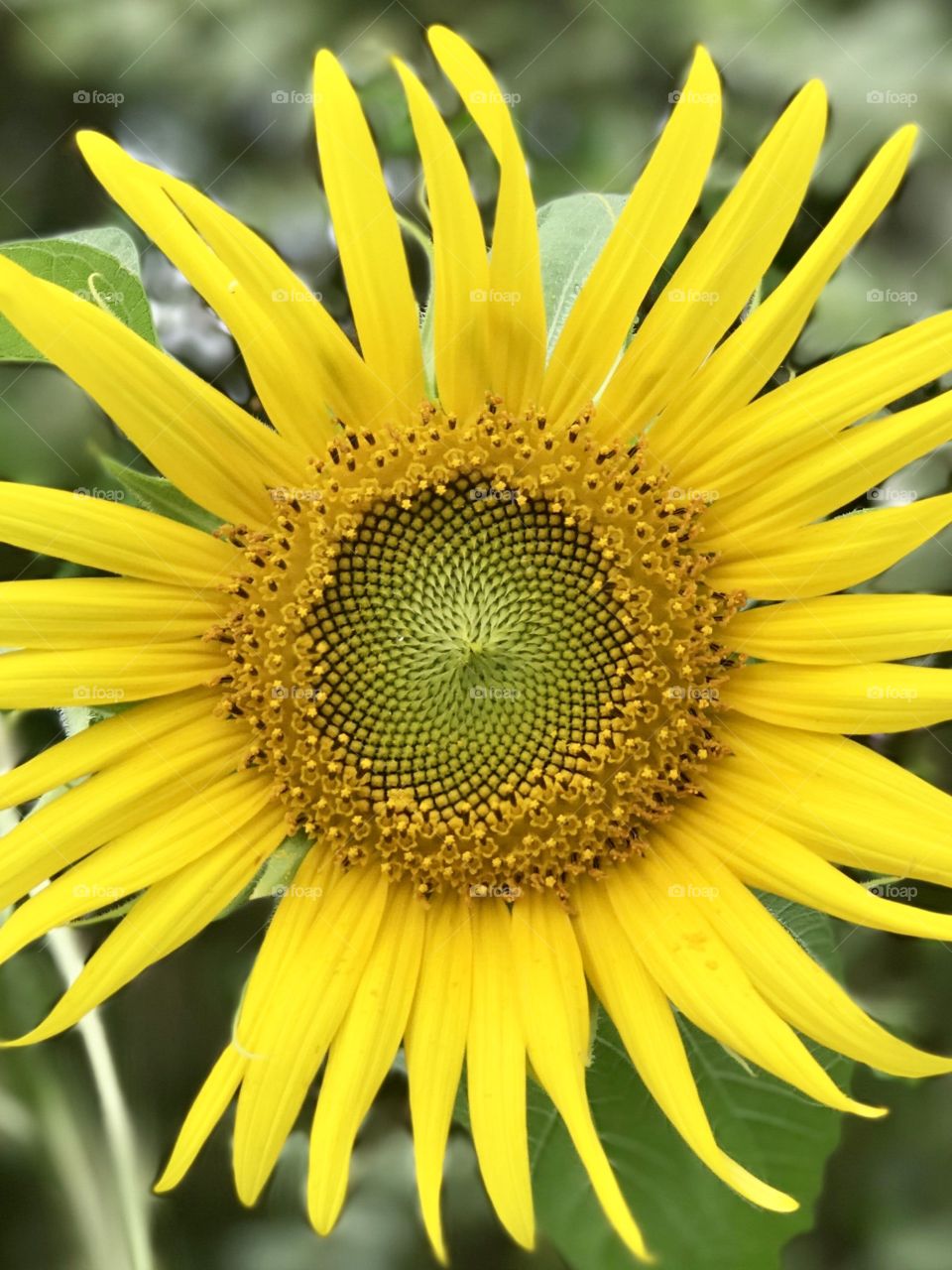 Happy Sunflowers 