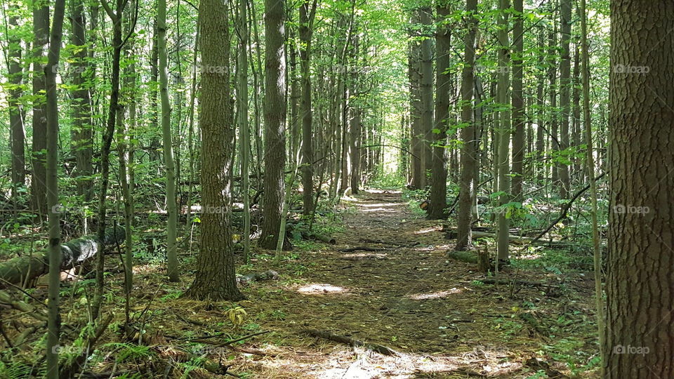 Wood, Nature, Landscape, Leaf, Tree