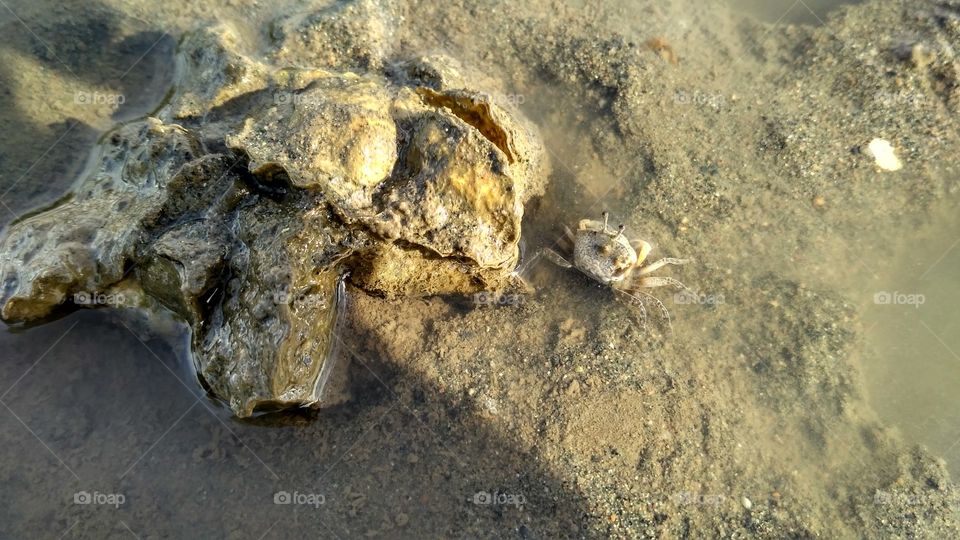 Small crabs in the coastal waters
