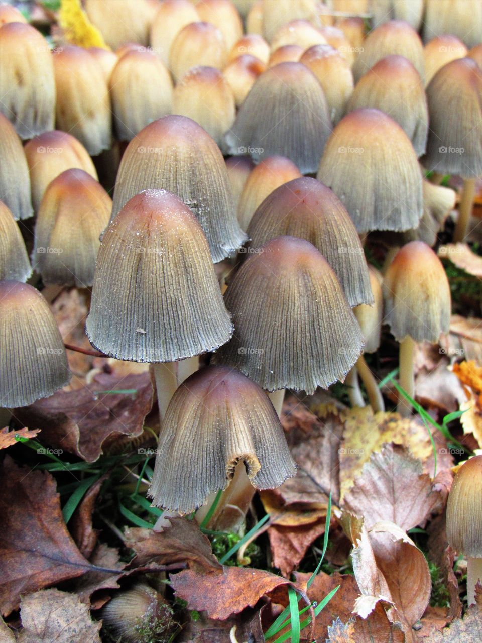 Mushrooms