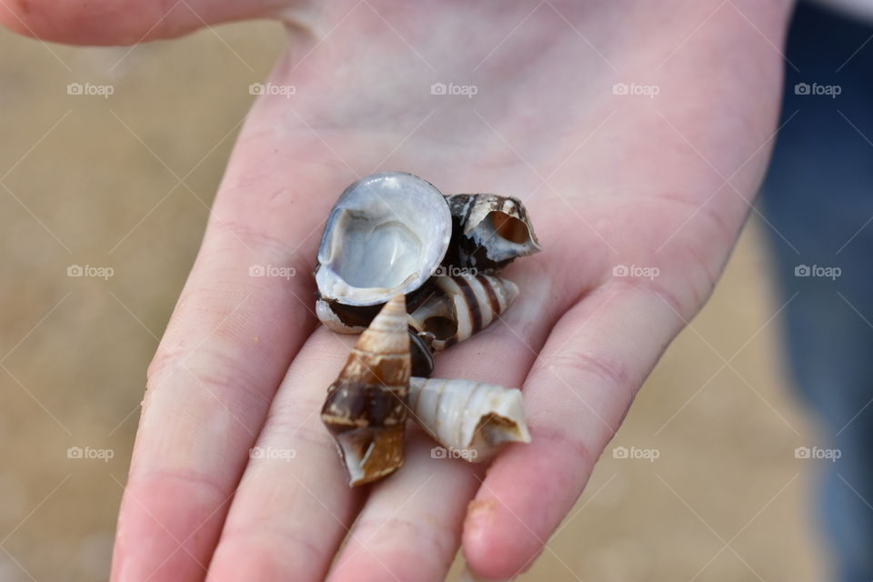 finding seashells makes me happy