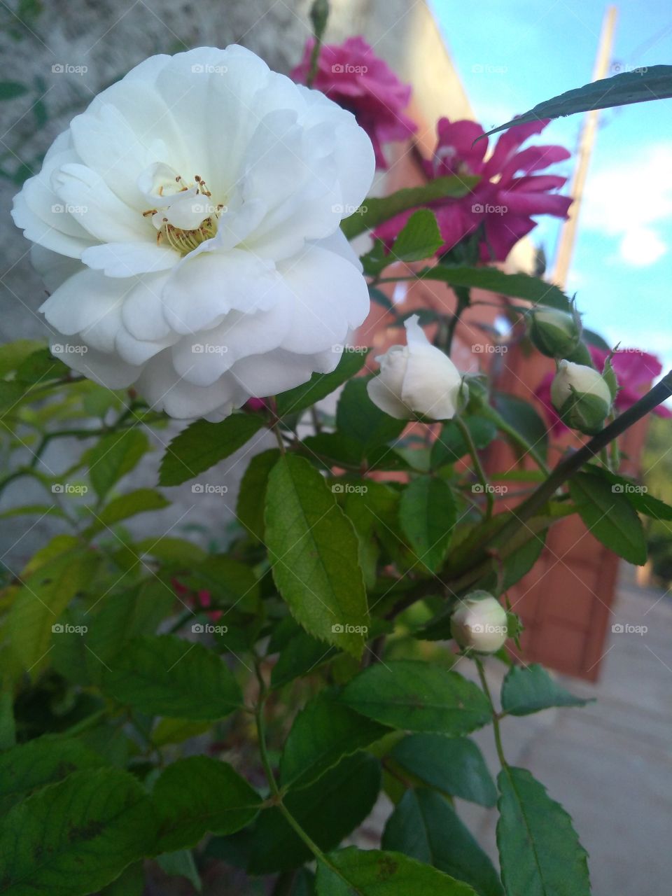 Rosa branca. Rosa Lilás. Cacho de rosas. Folhas. Jardim. Quintal. Mistura de cores. Tonalidades.