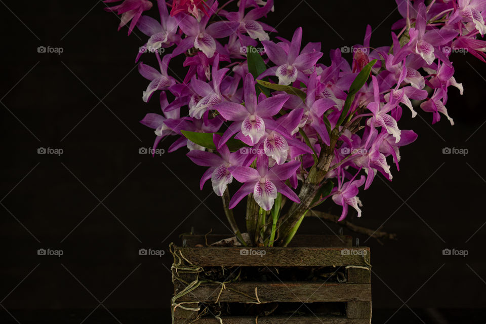 Orchid/Orquídea.