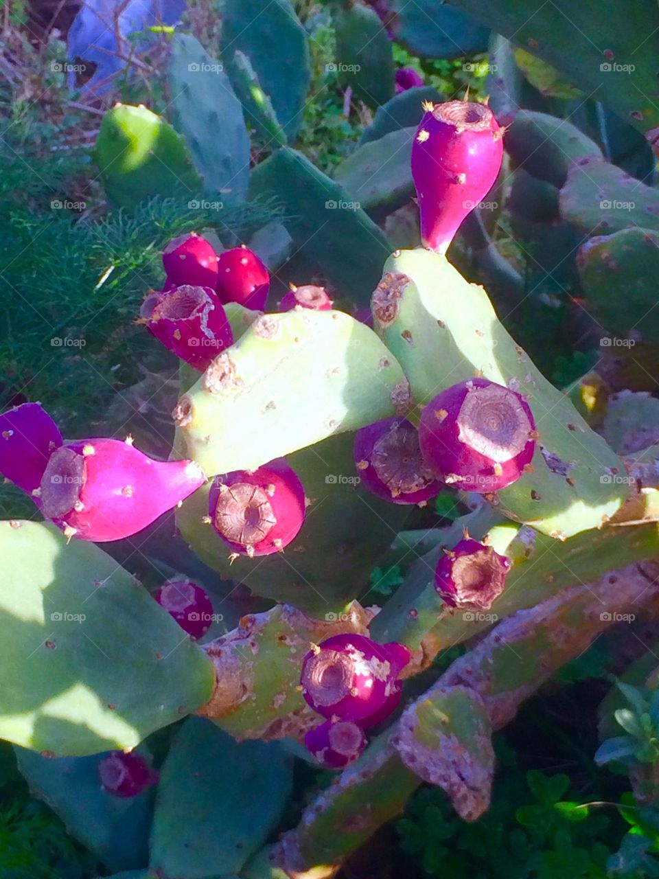 prickly pear fruit