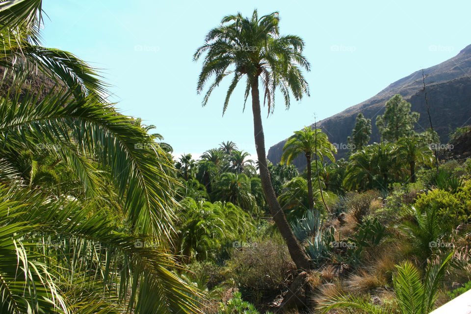 Palm, Tropical, Tree, No Person, Nature