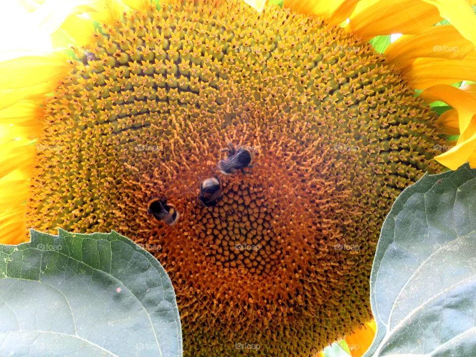 bumblebees on sunflower
