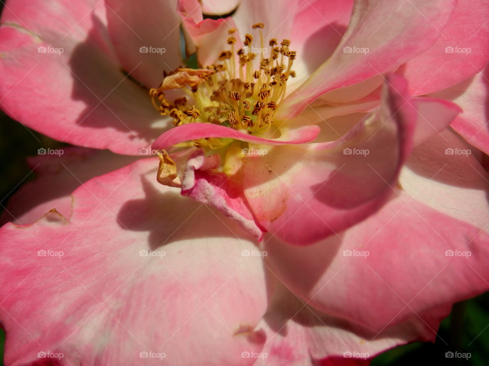 Pink rose flower head detail macro closeup "Campfire Rose" from the "Canadian Artists Collection" flower beauty in Golden hour sunshine 