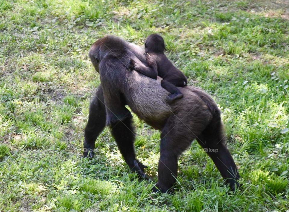 Gorillas 🦍 