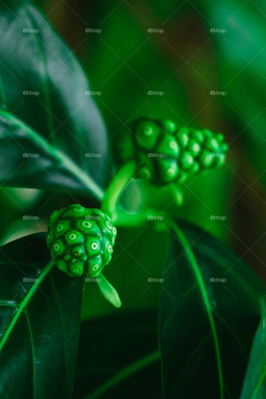 This Maldivian fruit has many names...Great morinda, Indian mulberry, Noni apple, Beach mulberry, Cheese fruit.