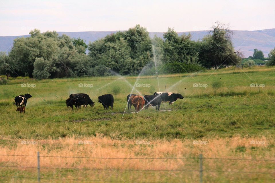 Cool Cows. Cows finding a way to keep cool on a hot summer day.