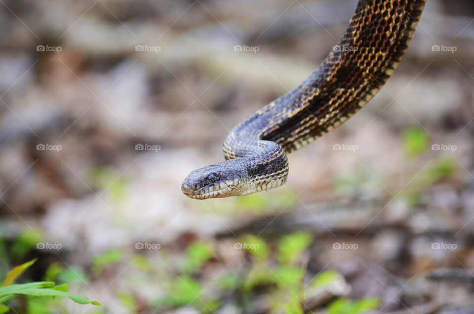 Yard Dweller (Series)