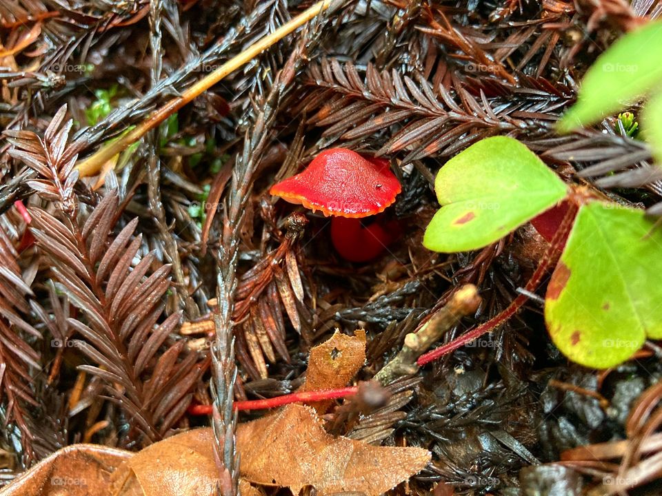 Mushroom in the red wood forest!
