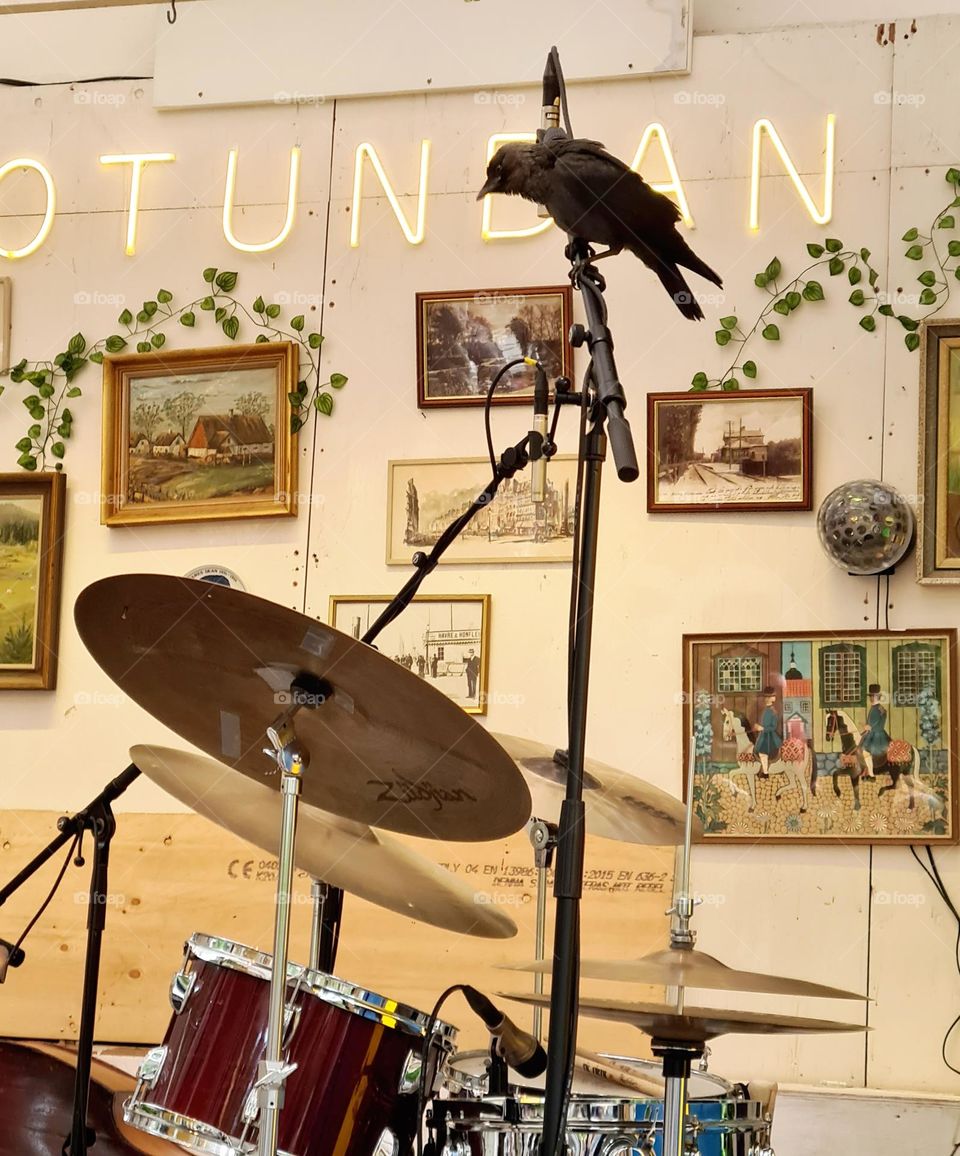 Bird sitting on a microphone