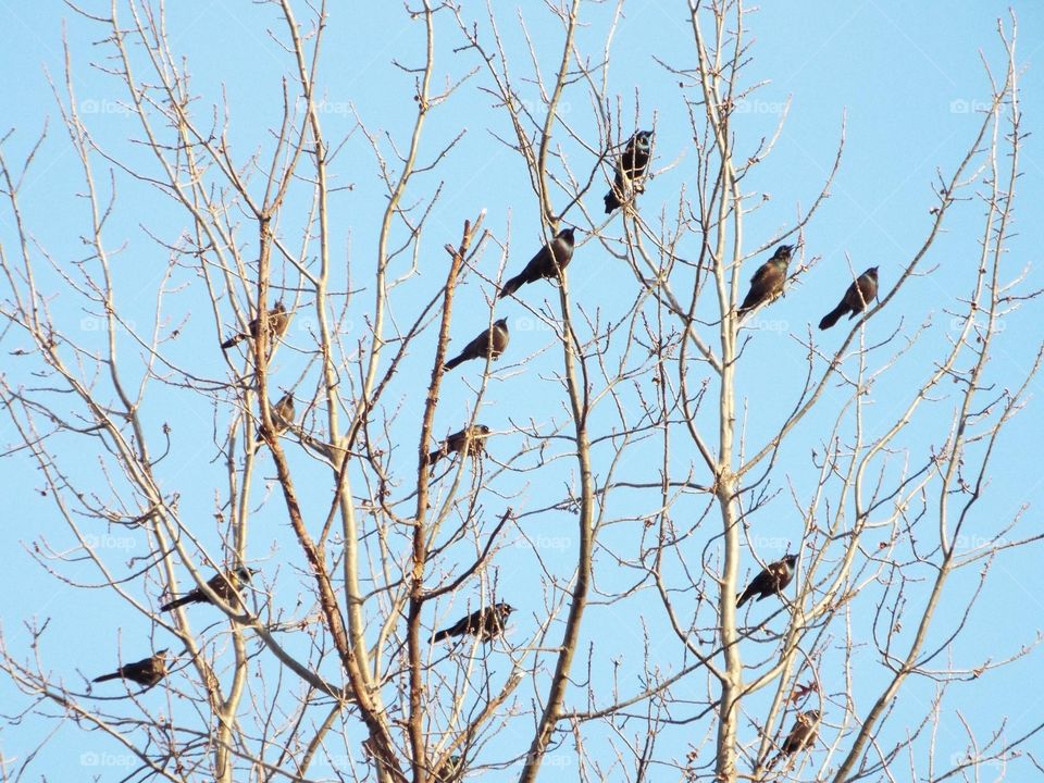 Birds in a tree