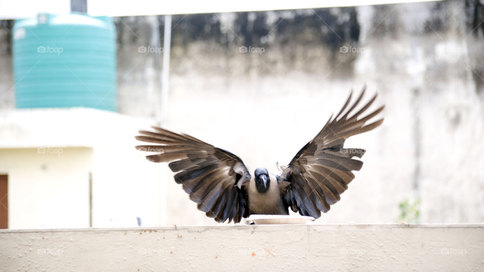 The crow, with his eye on the food target.