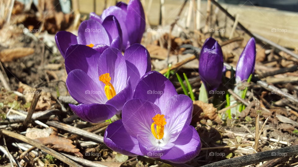 Purple crocus