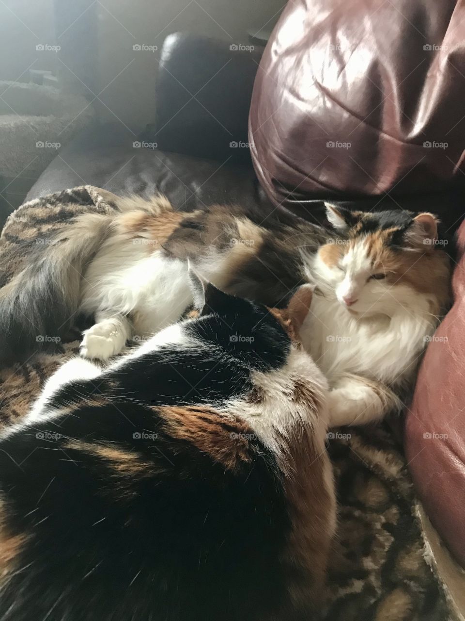 Calico sisters cuddle 