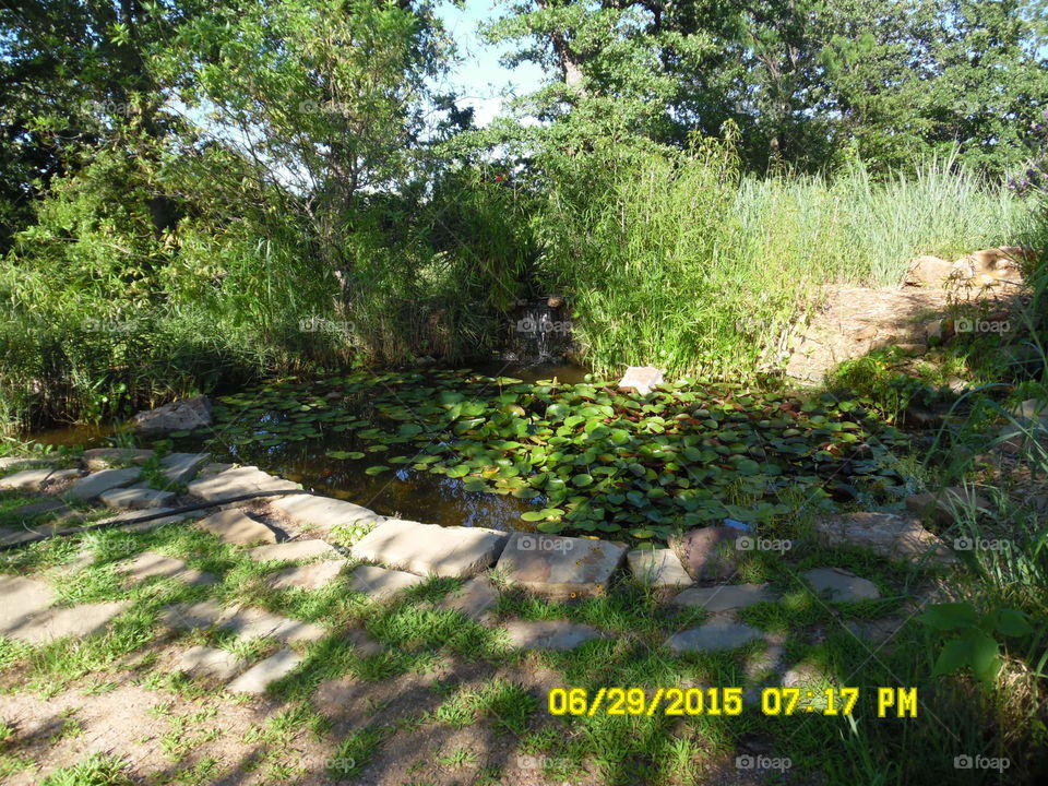 Texas Lilly pond. This is a picture of a pond at the Graham middle school 🏫 nature project area in Graham Texas