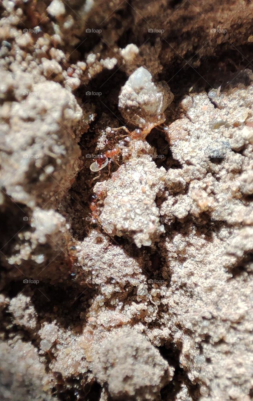 Ant carying "ant egg" larvae