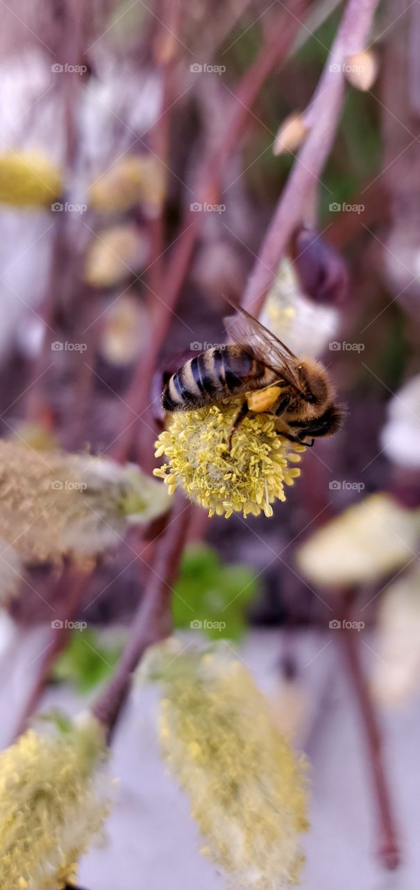 Bee on a willow blossom