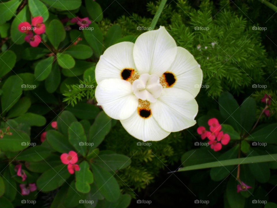 white flower. white flower