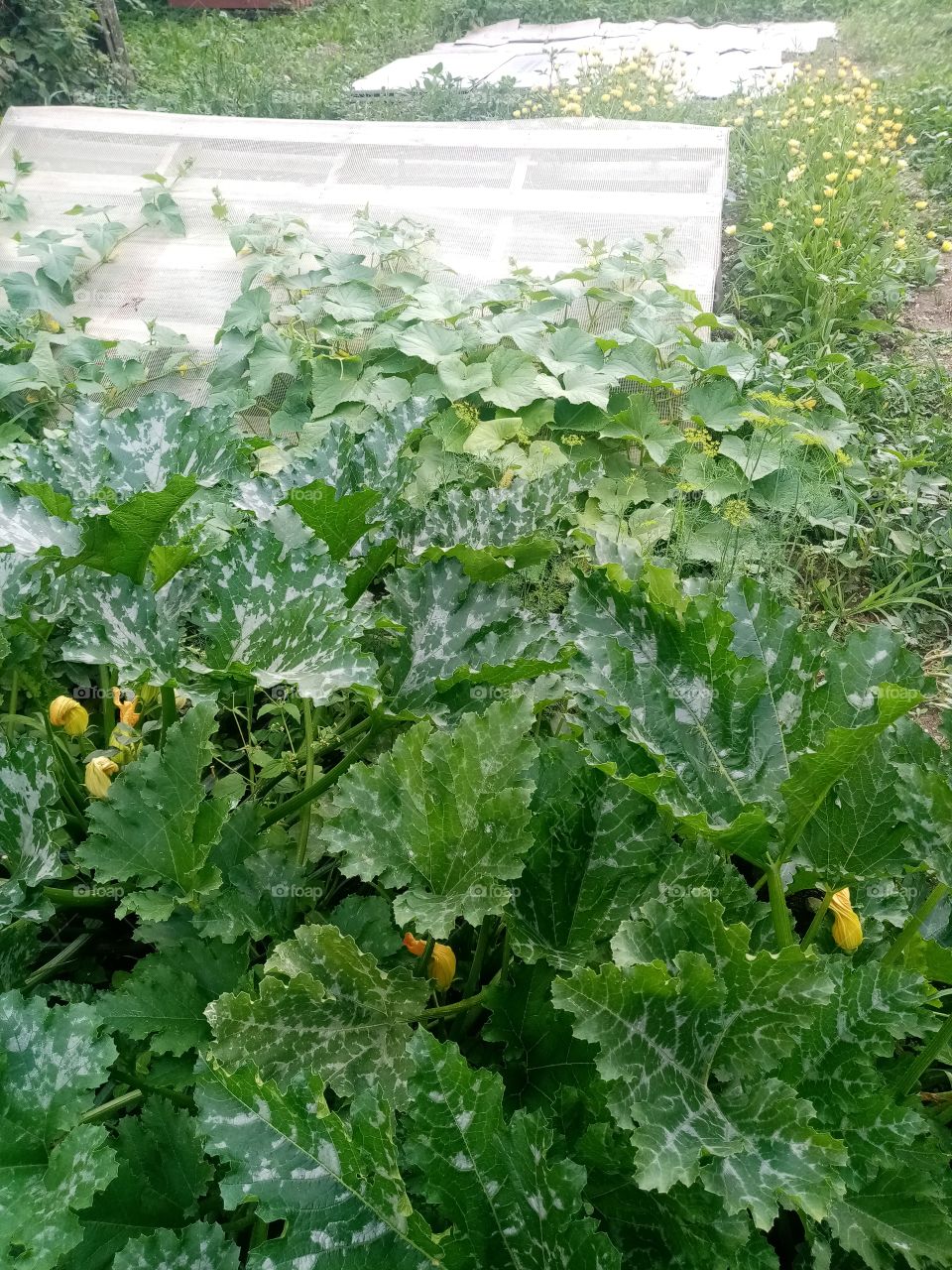 Permacultural garden