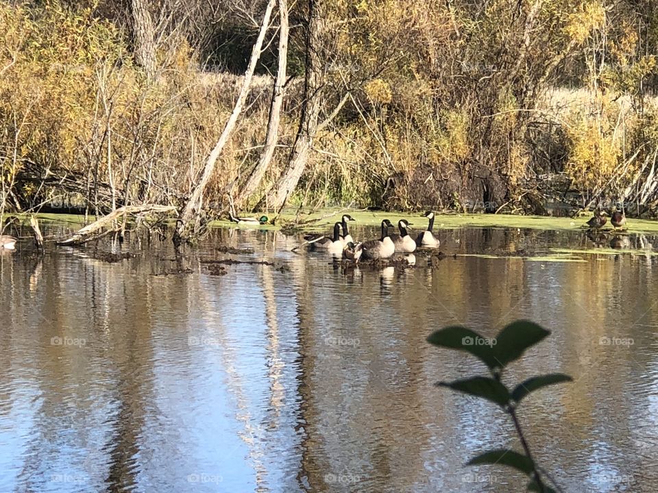 Canadian geese