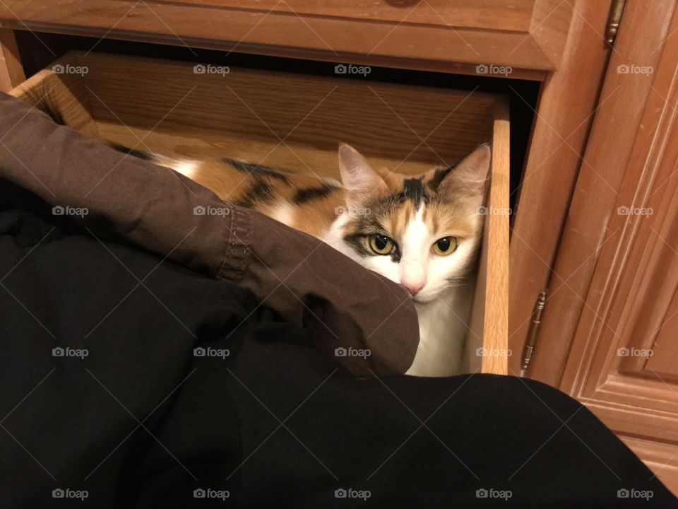Cat in drawer
