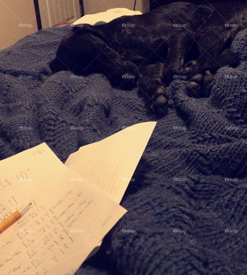 German shorthaired pointer puppy homework buddy